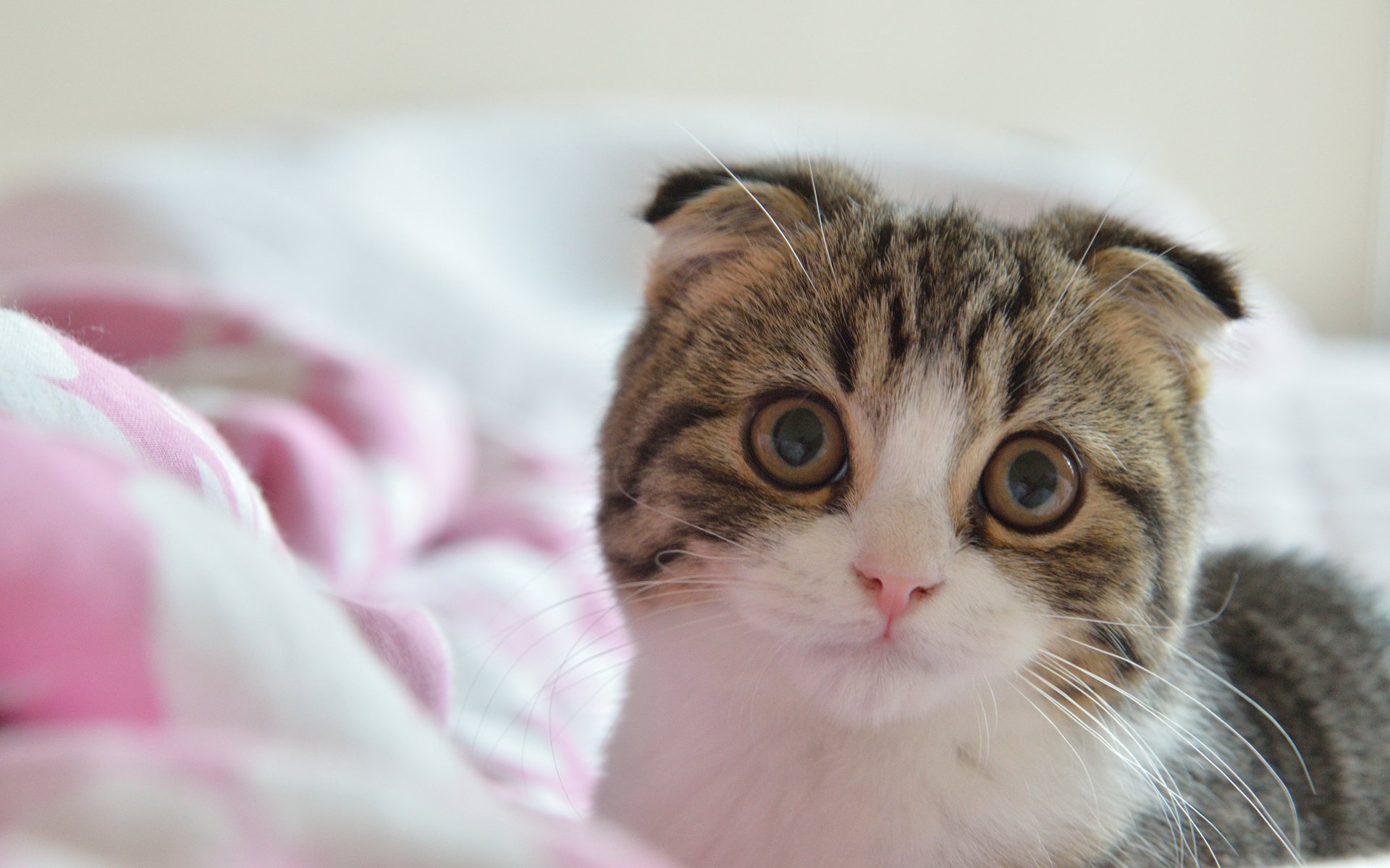 Котенок с большими глазами