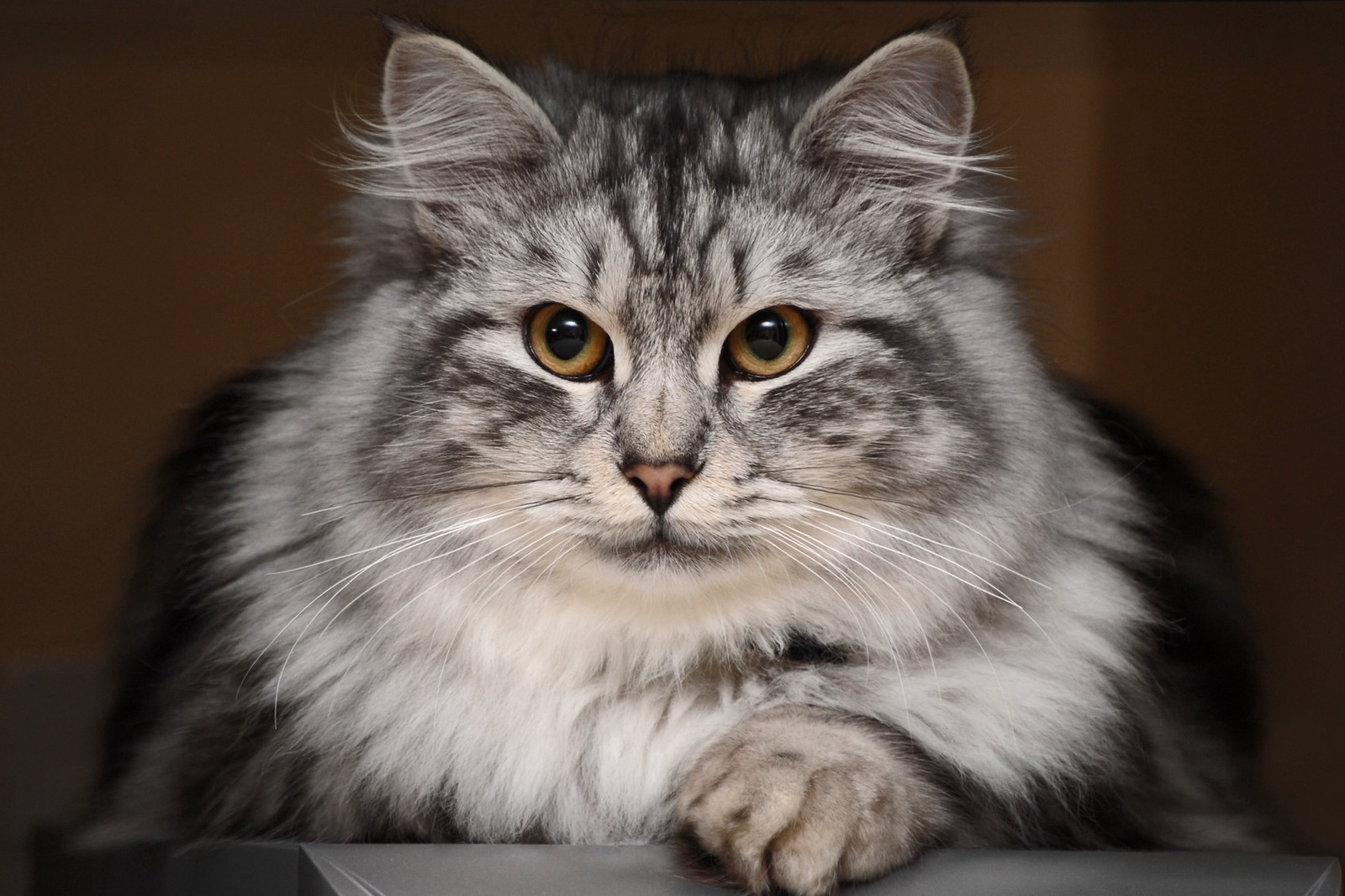 Сибирский кот серый