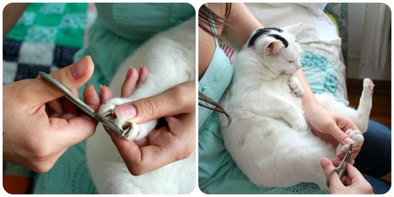 В каком возрасте можно подстричь коту когти в домашних условиях