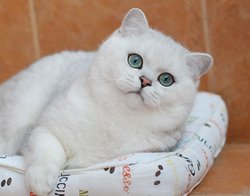 Белые Коты Британцы Фото