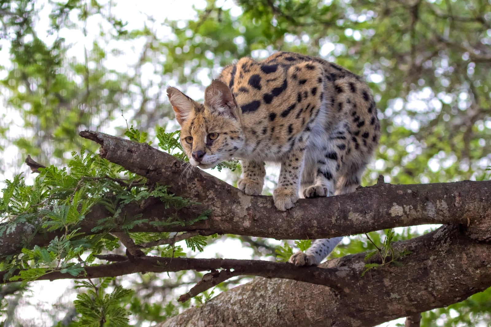 Саванна кошка на дереве