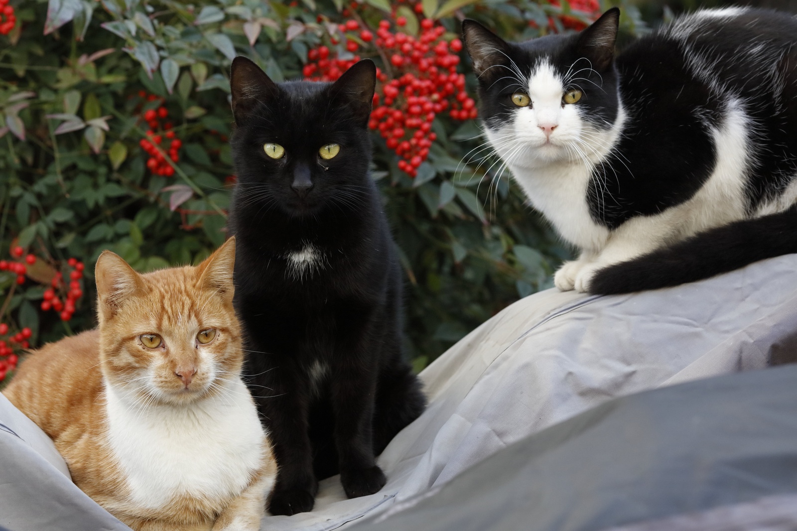 Напротив каждой кошки по три кошки. Три кошки. Кошки 3 красивые взрослые. Три кошечки фото.