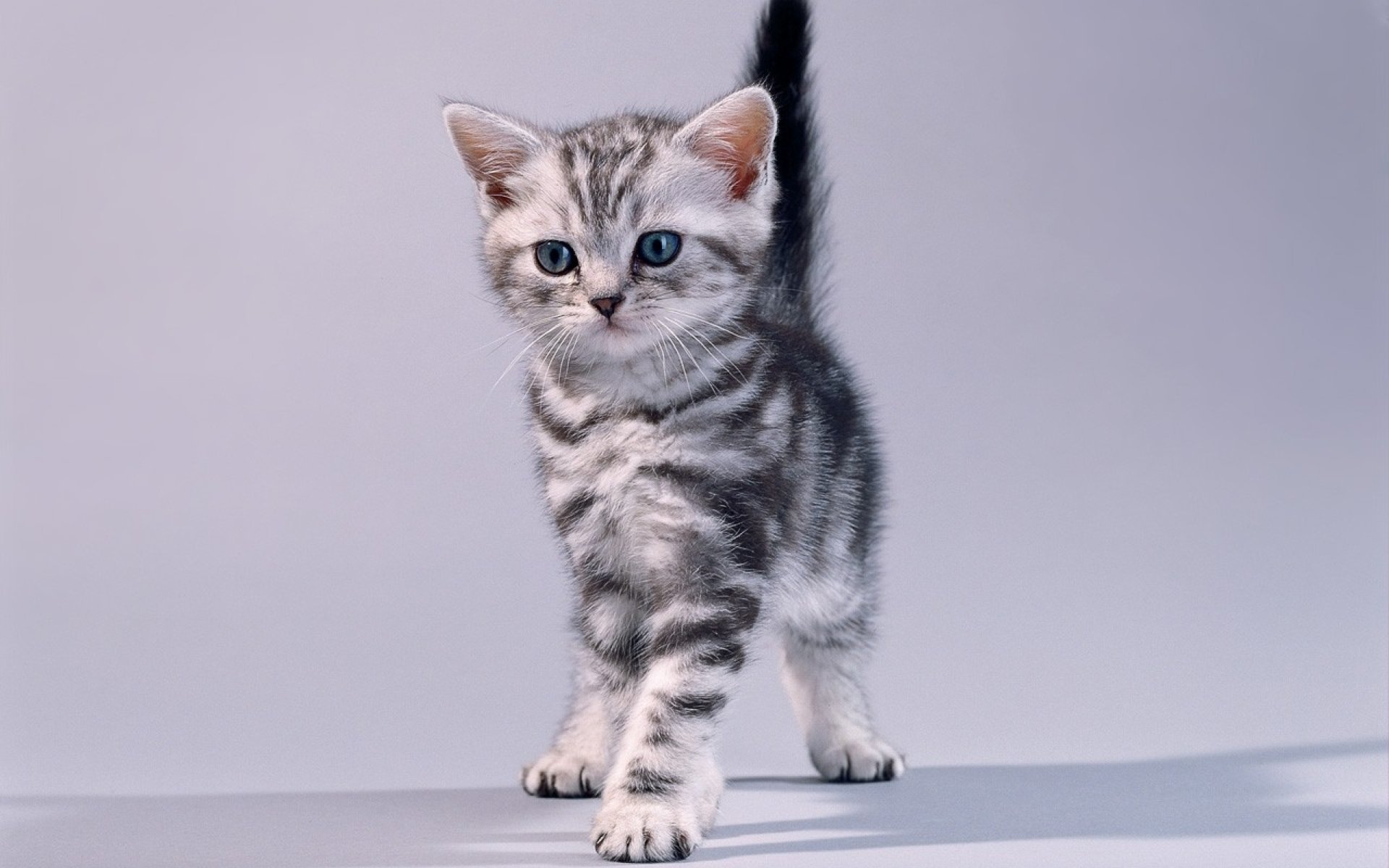 Порода кошек вискас. Коты породы вискас. Котята породы вискас. Американская короткошёрстная кошка котята. Порода кошки американская короткошерстная котенок.