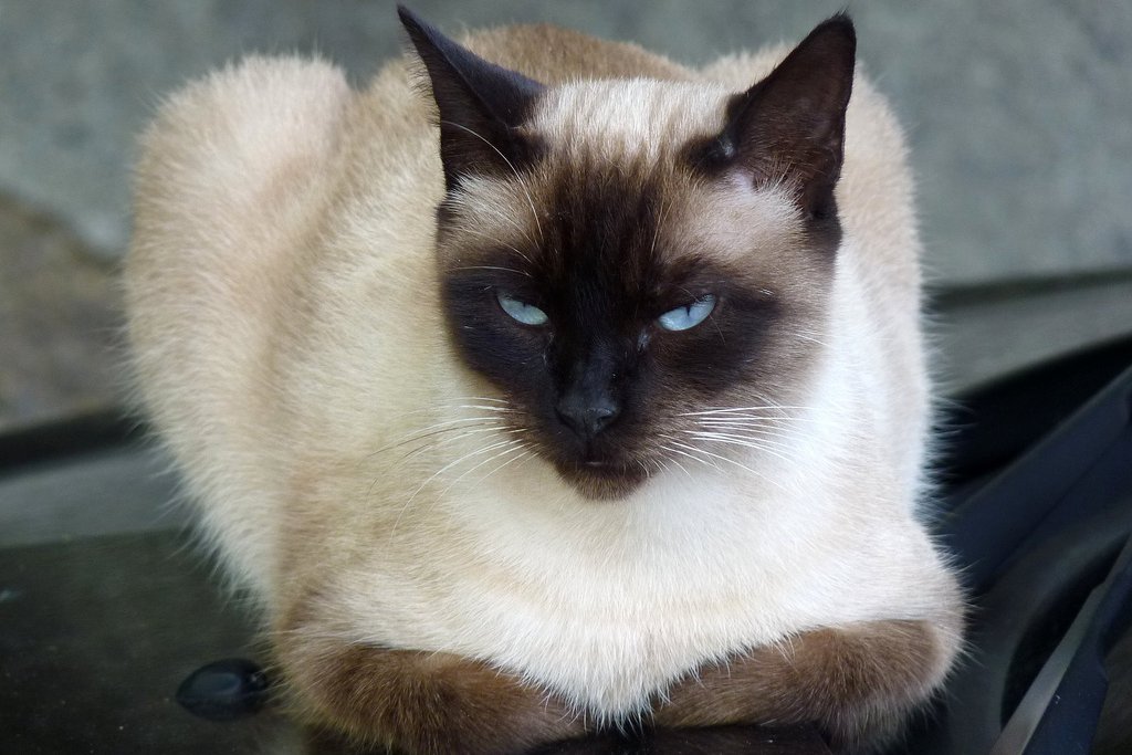 Балинезийская порода кошек фото