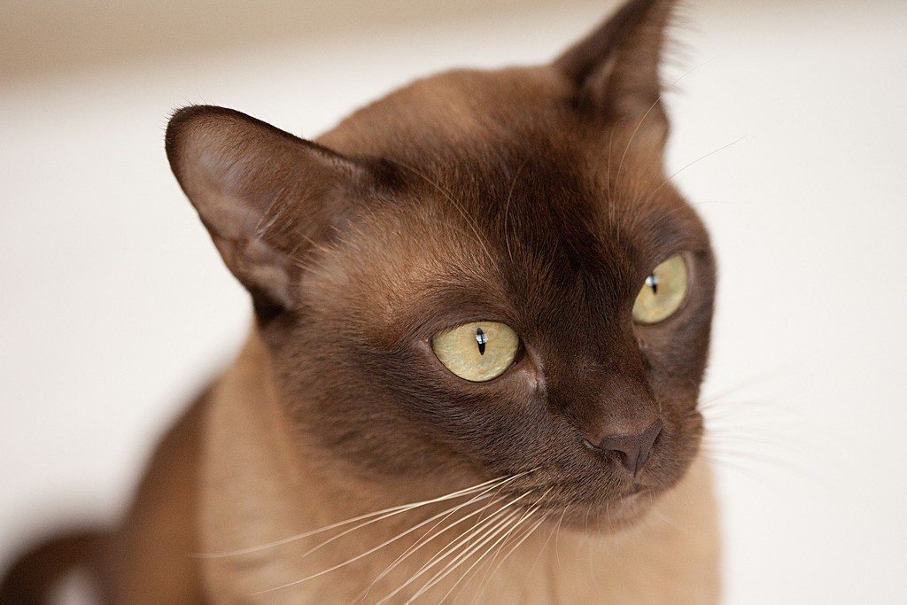 Бурма фото. Бурманская шоколадная кошка. Бурманская кошка европейская шоколадная. Бирманская кошка европейская Бурма. Бурманская кошка происхождение.