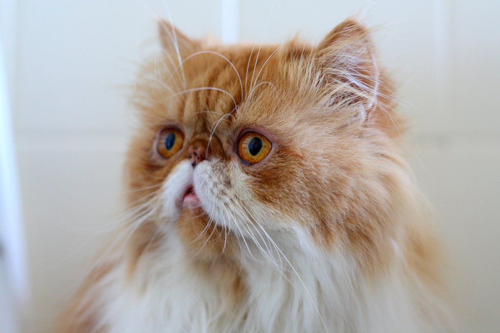 Сколько живут персидские. Персидская кошка. Рыжие персидские коты. Персидский кот красивый. Персидская кошка оранжевая.