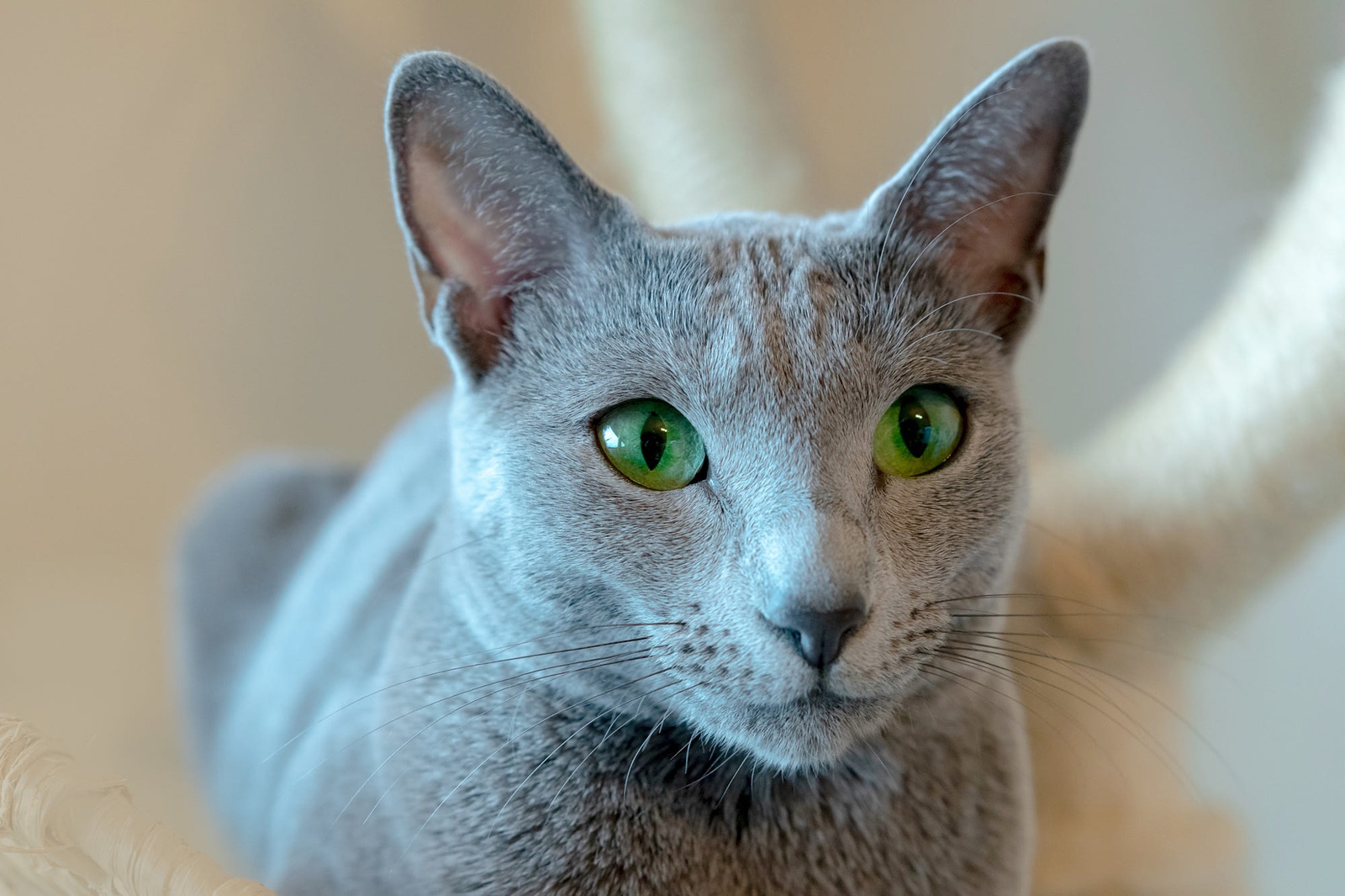 Ориентал и русская голубая кошка