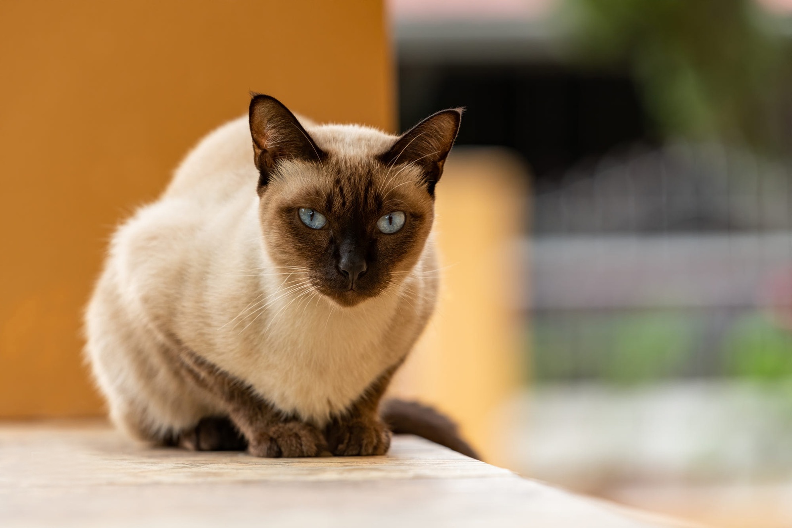 Сиамская вислоухая кошка фото