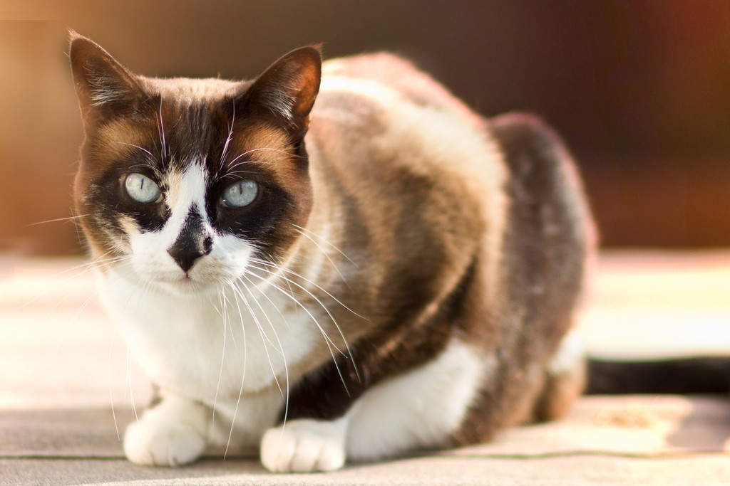 Рассмотрите фотографию кошки породы сноу шу. Сноу-Шу кошка. Сиамский Сноу-Шу. Сноу Шу трехцветная. Сноу-Шу кошка фото.