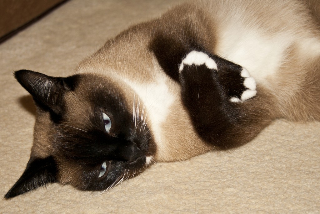 Рассмотрите фотографию кошки породы сноу шу